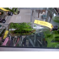 Bibit Tanaman Anggrek Botol dendrobium Dendro