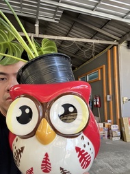 กระถางต้นไม้เซรามิก ลายนกฮูกแดง ขนาด 7x6นิ้ว ออกใบกำกับภาษีได้ เหมาะสำหรับนักช๊อป&นักสะสม ของตกแต่งบ