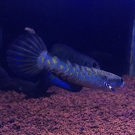 channa blue pulchra 10-14cm 
