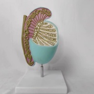 Human testis anatomy model Organ anatomy teaching model for family planning