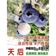Rabbit Eye Emerald Blueberry Tree Fruit Seedling Blueberry Seedling Potted Ground Planting Fruit See