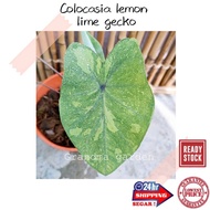 (GG real plant) colocasia lemon lime gecko  pokok keladi hidup hiasan rumah dalaman live indoor hous