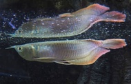 Ikan Arwana silver red/ ikan arwana silver brazil predator