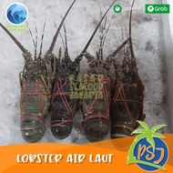 Lobster Laut Besar FRESH 1Kg (Isi 4-6 Ekor) / Lobster Fresh - Frozen