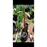 Anak pokok durian tangkai panjang/kanyau(D158) tinggi 3kaki,3kaki lebih pokok A+