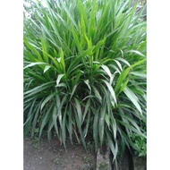 Daun Napier Pandan/Dwarf Napier 1kg