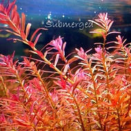 LAVAS [EMERSED] Aquatic plants Rotala sp HRA越南红宫廷  5 batang