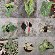 TKL - Rare Species Caladium Thai Hybrid - Part 6🌿🌿🌿🌿🌿🌿