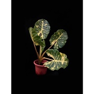 Alocasia New Guinea Gold 916/Elephant ear plant(Small size)
