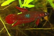 Betta coccina/Wine Red Betta/Freshwater Fish/Betta Fish/Ornamental Fish