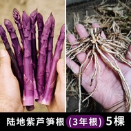 Long Plowing Asparagus Seeds Asparagus Seed Root Easy to Plant Easy to Plant Potted Balcony Planting Perennial Vegetable