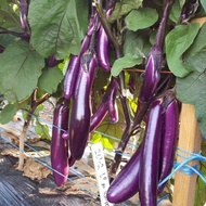 Long Eggplant Seeds เมล็ดพันธุ์ มะเขือยาว สีม่วงญี่ปุ่น 250 เมล็ด คุณภาพดี ราคาถูก ของแท้ 100% Eggpl