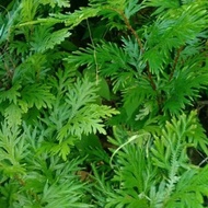 FRESH CHICKEN CLAW LEAVES CANCER MEDICINE Y