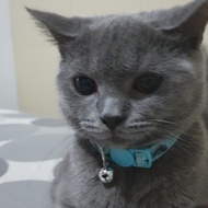 kucing british shorthair