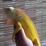 iguana albino jantan 85cm sehat