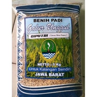 Benih bibit padi ciputri / ciherang malay panjang kemasan 5kg