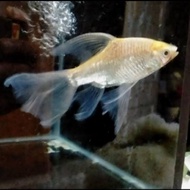 ikan kaviat albino slayer 22-25cm tankmate pemakan kotoran ikan hias