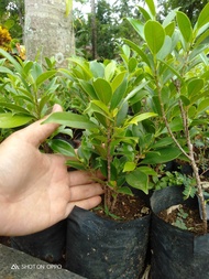 Bibit ficus kimeng 20-25cm isi 10+1 pohon beringin small bonsai