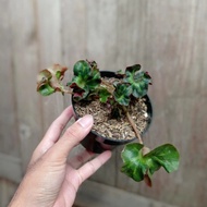 tanaman begonia katedral - begonia