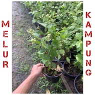 pokok bunga melur kampung murah thai / melur kampung harum wangi