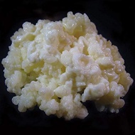 2TBSP Active Organic Milk Kefir Grains Ebook: "Milk Kefir Unleashed (INSTOCKS)