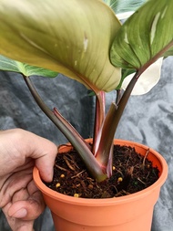Philodendron Red Anderson