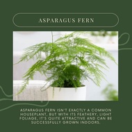 Phy - Asparagus Setaceus Plumosus  芦笋蕨