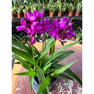 Spathoglottis Orchid 胡姬花 live plant / orkid pokok hidup / outdoor plant