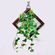白斑常春藤苔球│板植│室內植物│窗邊植物│觀葉植物