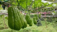 BIBIT LABU SIAM SUPER PAKET 1BUAH BIBIT LABU UNGGULAN