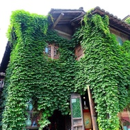 Mountain Climbing Tiger Seed Seed Climbing Vine Plant Four Seasons Courtyard Outdoor Climbing Wall F