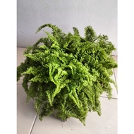 FERN RUFFLE / NEPHROLEPIS EXALTATA/ Sword fern ORNAMENTAL