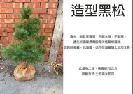 心栽花坊-黑松/土球/造型樹/素材/松杉柏檜/綠化植物/售價1300特價1000