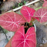 Caladium/ Keladi H41/ Srilampon Thai Series