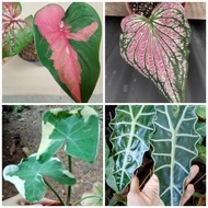 Pokok Keladi Alocasia Amazonica Sandriana Bambino Black Velvet White Thai Beauty Mickey Red Clown Cat Tumpah Caladium