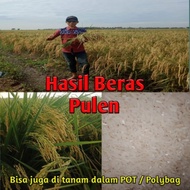 BIBIT BENIH PADI CIHERANG 1 KG UNGGUL wabsge 8845ut