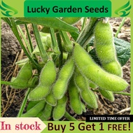 Benih Edamame毛豆种子Edamame seeds