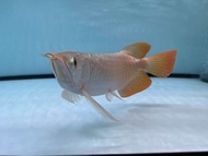 Indo Super Red Kapuas Long Fin Big Tail High quality Arowana with Certificate &amp; Chip (Grade AA)