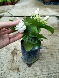 Bunga Jasmine Melur Wangi 茉莉花 | Pokok Bunga Jasmine Hidup | Fragrant Jasmine Flower Plant