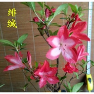 Azalea Japanese Azalea Azalea Azalea Azalea Oriental Seedling Scarlet 12