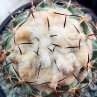 （2/9）Cactus Coryphantha Tripugionacantha caudex succulent plants flowers钢钉仙人球仙人掌多肉植物块根