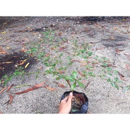 Anak Pokok Bucida Hijau Pokok Tadahan Doa Pokok Landscape Pokok Teduhan ornamental tree Ready Stock