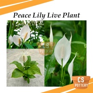 Real Live Plant Peace Lily Spathiphyllum Floribundum Pokok Hidup 白掌 白鹤芋 一帆风顺