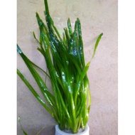 Straight Chives Aquatic Plant