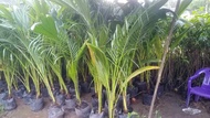 POKOK KELAPA PANDAN 6 KAKI HYBRID