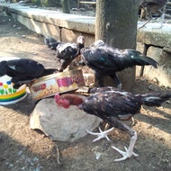 ANAK AYAM KAMPUNG VS BANGKOK UMUR 3 BULANAN