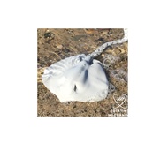 Articulated Stingray Toy Mainan Anak Ikan Pari Fleksibel Artikulasi Stingray mainan edukasi terlaris