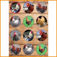 ☌ ۞ Manok  or Chicken Theme Cake Topper Customized