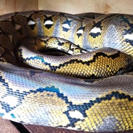 retic platinum jantan