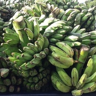 Anak Pokok Pisang Nipah Jumbo Thailand (Tisu Kultur)